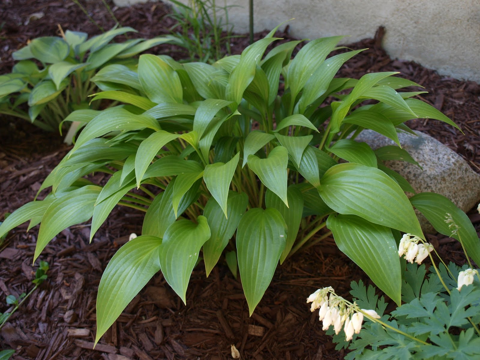 Хоста lancifolia